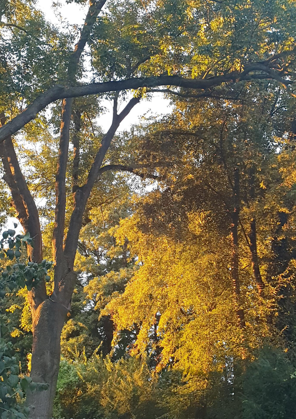 Das Foto zeigt wie die Herbstsonne durch unsere hohen Bäume fällt